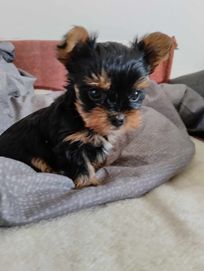 Yorkshire terrier