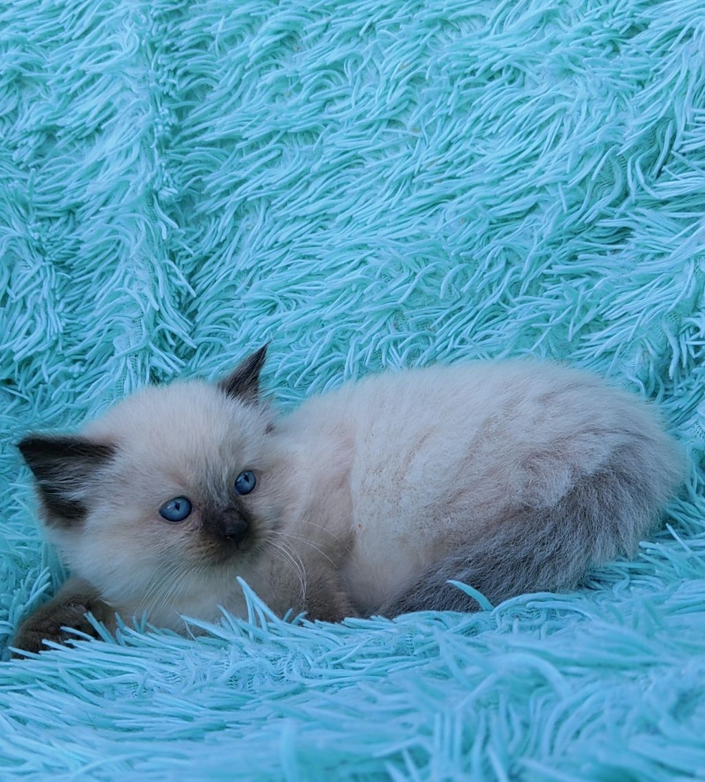Kocurek ragdoll seal point