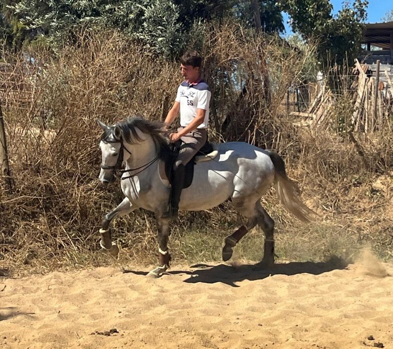 Poldro lusitano de 4 anos
