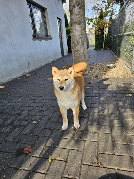 Shiba Shiba inu szczenię ZKWP FCI po Championie