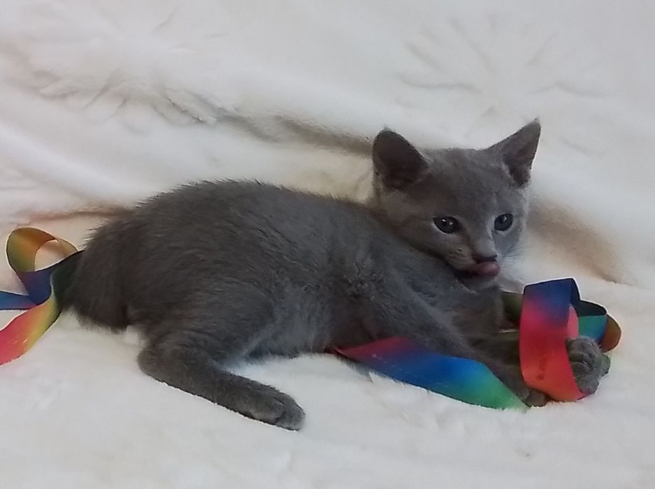 Kocurek rosyjski niebieski. Rodowód  FPL/FIFe