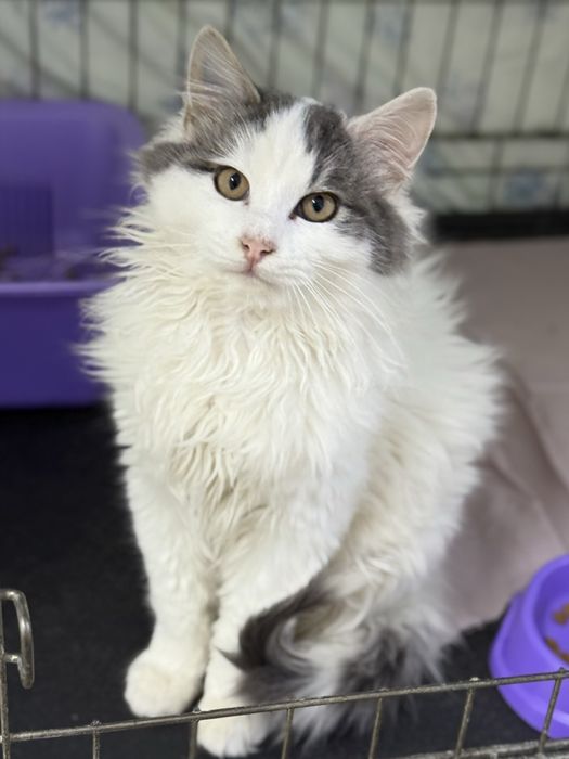 Кошеня 5 міс дівчінка