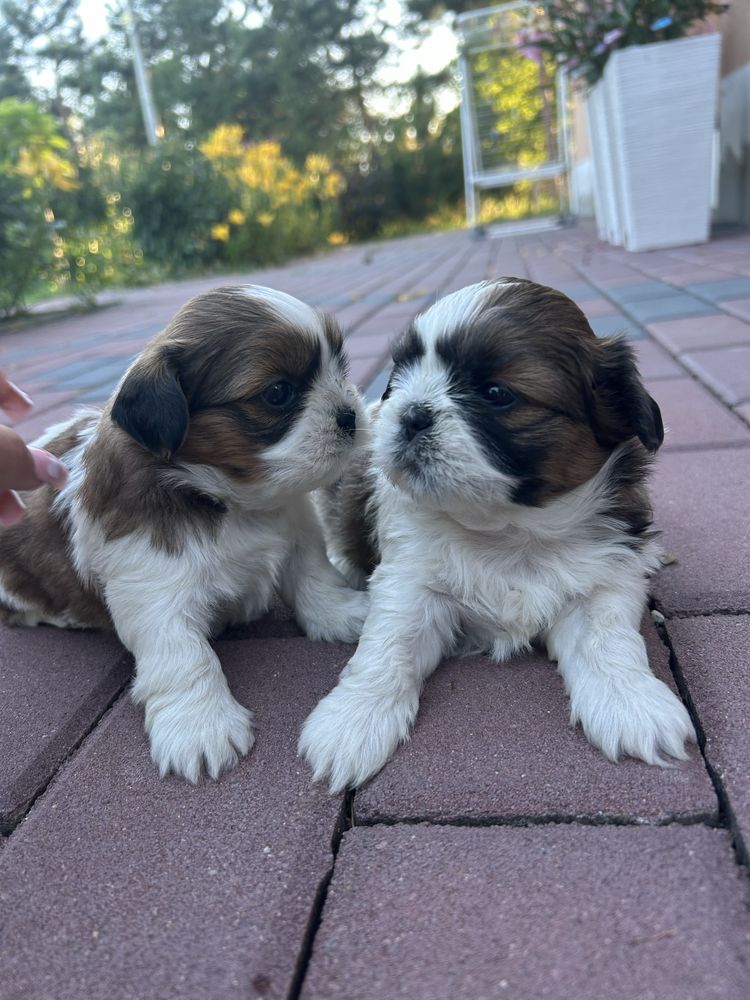 Shih tzu         .