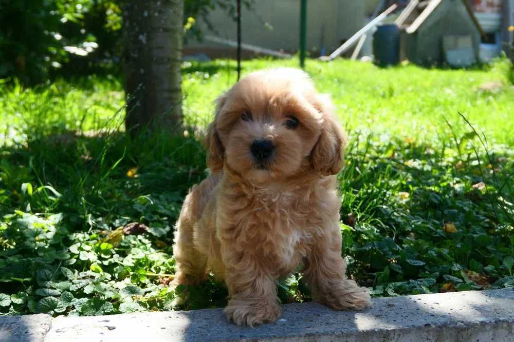 Maltipoo disponível