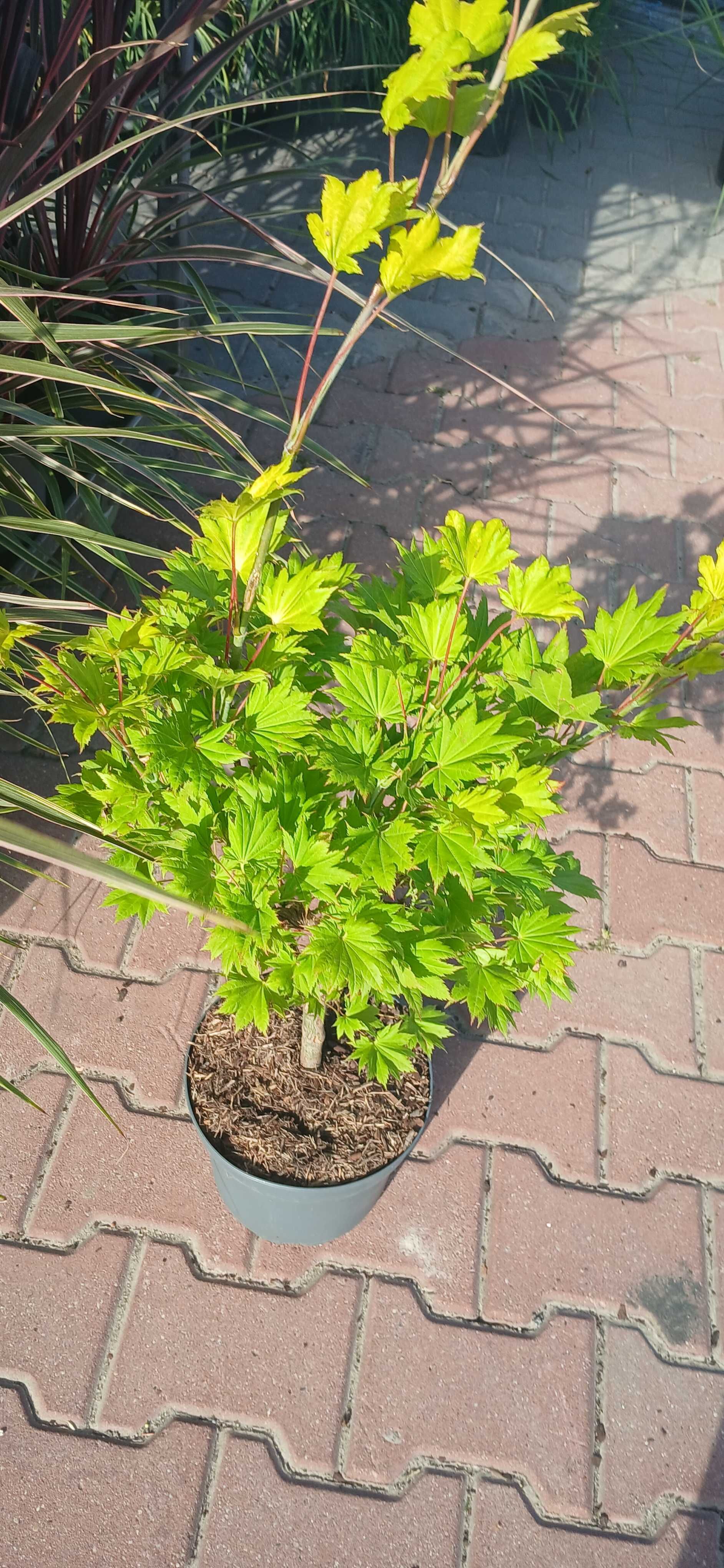 Klon palmowy czerwony,zielony