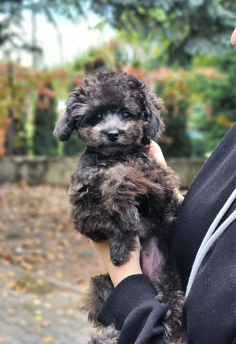 Suczka toy pudel szara malutka ( teacup)