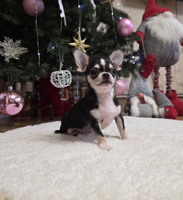 Неймовірні красунчики. Міні чихуахуа.