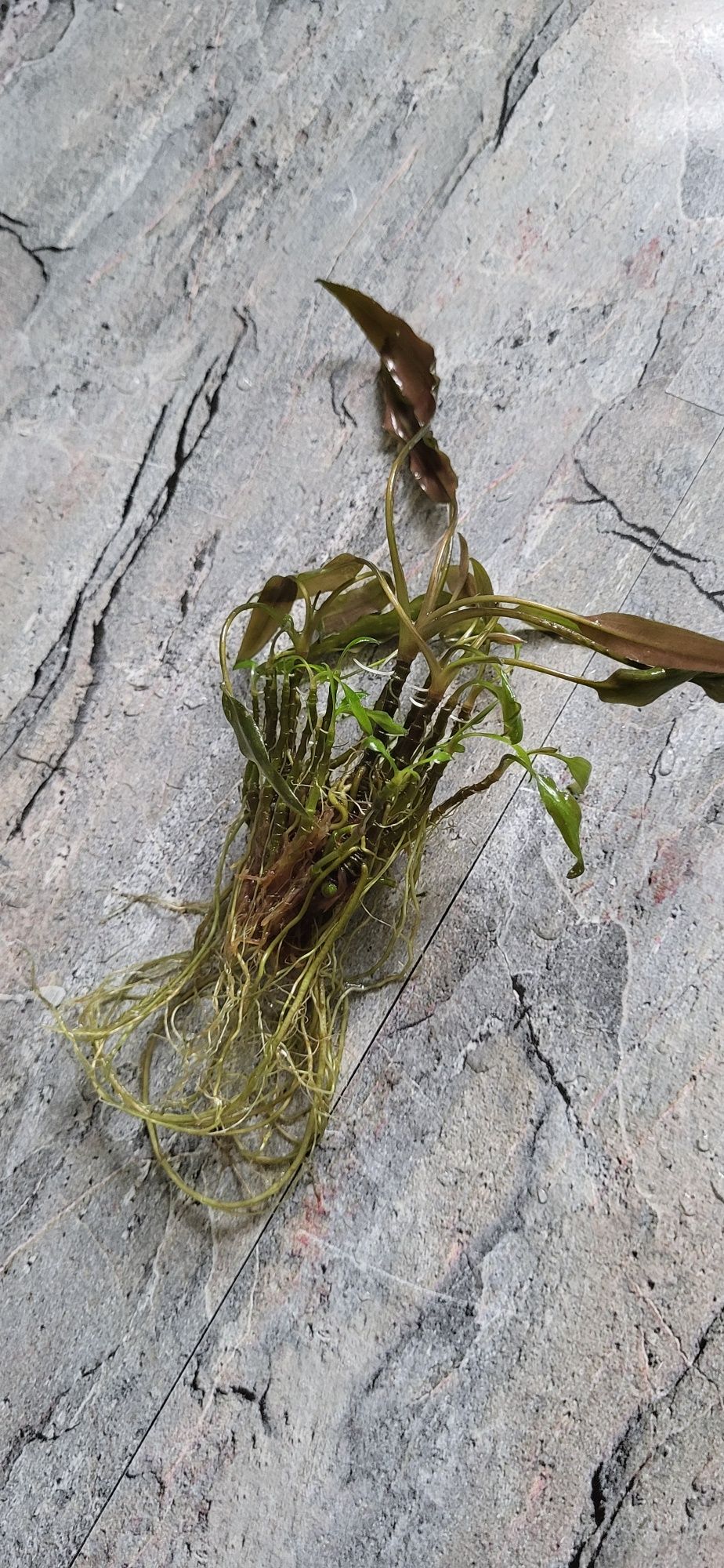 Cryptocoryne petchii pink