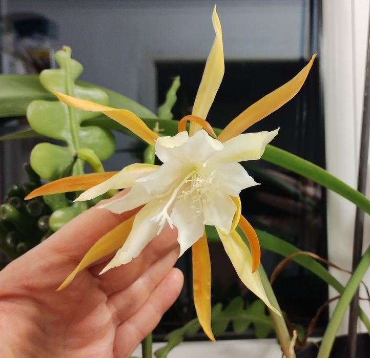 Epiphyllum epifylum kwiat jednej nocy biały