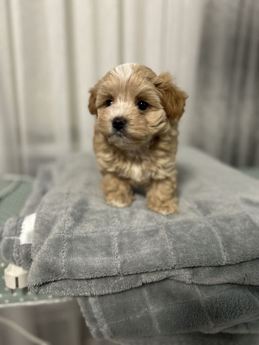 Міні мальтипу ф1 хлопчик