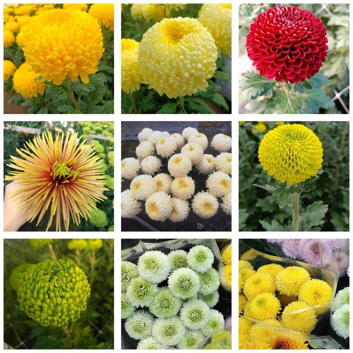 Chryzantemy doniczkowe