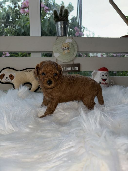 Caniche vermelho toy