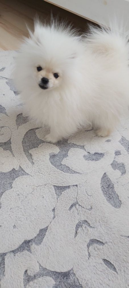 Mini Szpic miniaturowy Pomeranian FCI Chłopak