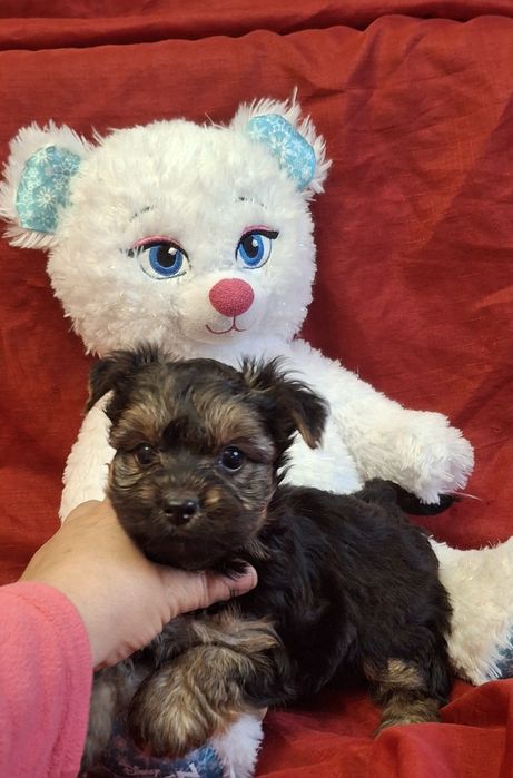 Цуцинята йоркі дівчитка і хлопчик