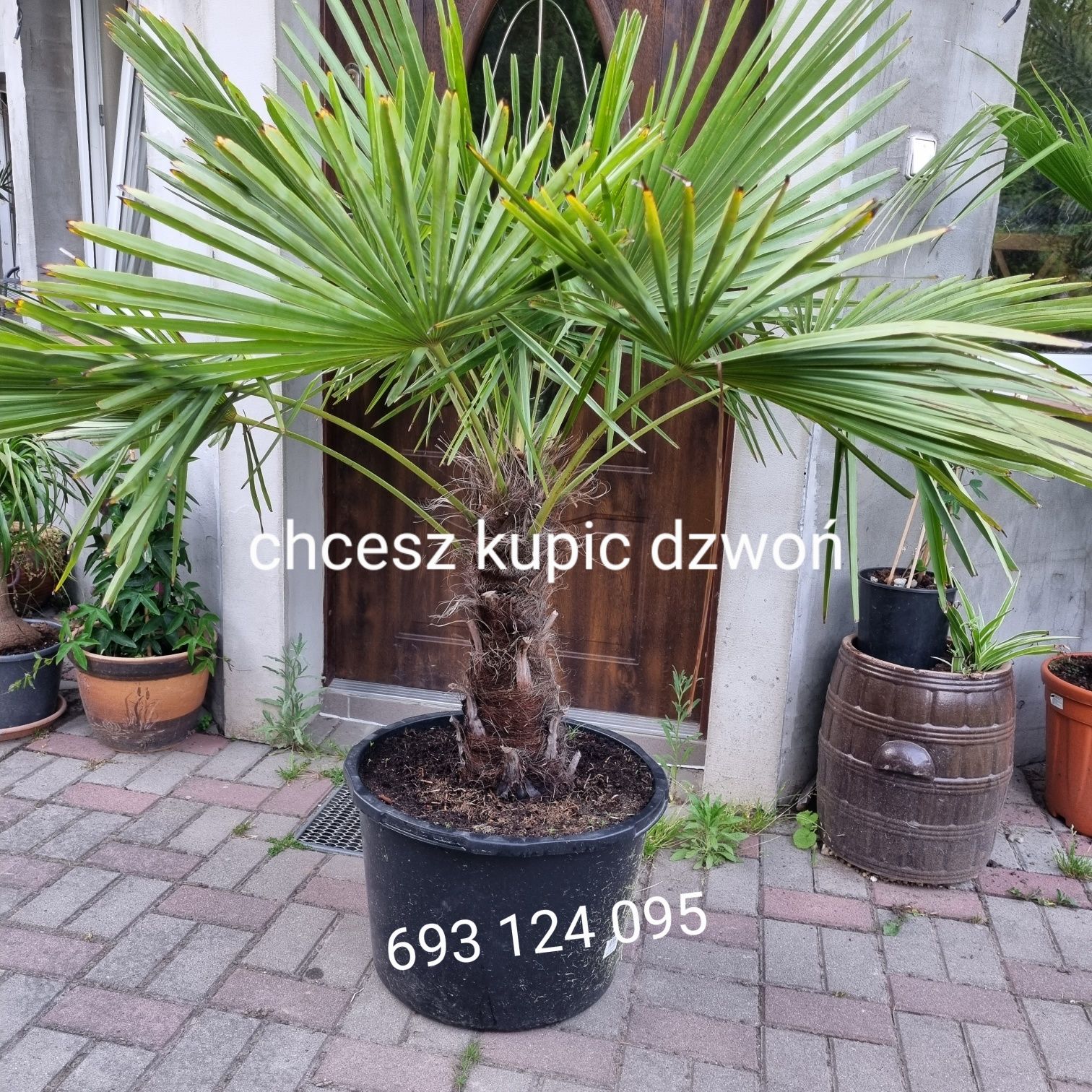 Palma trachycarpus fortunei  bananowiec basjoo oraz maureli