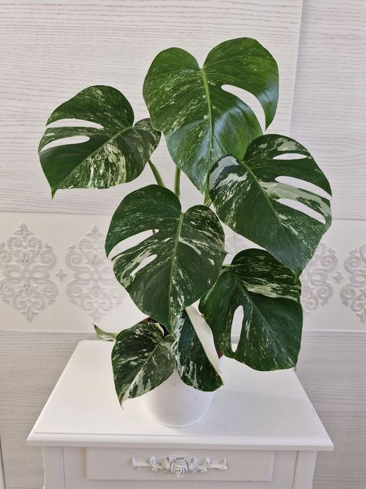 Монстеру Альбу продам