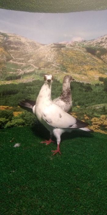 Pombos de várias raças.