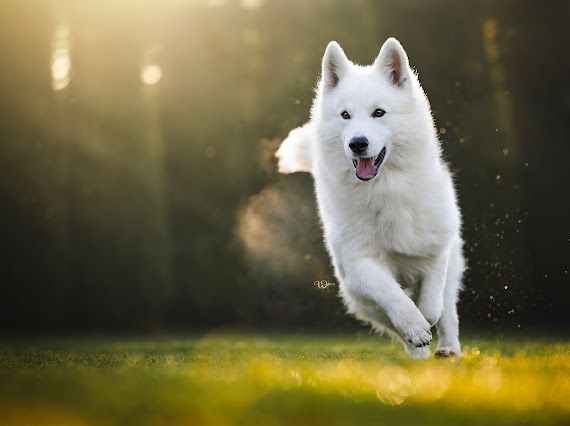 Biały Owczarek Szwajcarski! Miot wiosenny