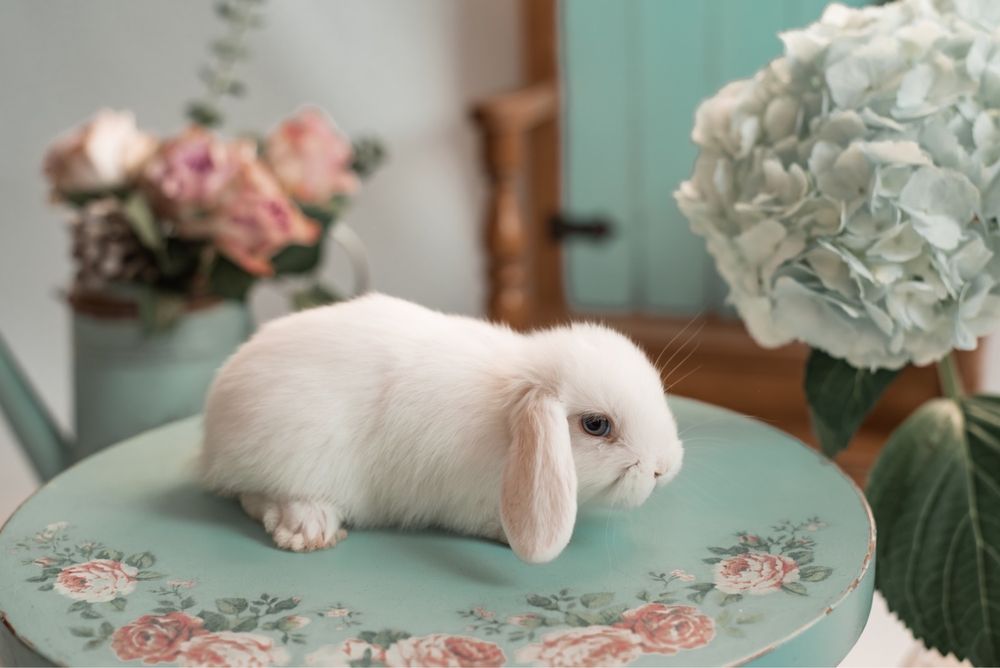 Кролик декоративний Міні Лоп