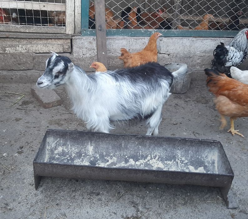 Козлики Ламанча. Кози.