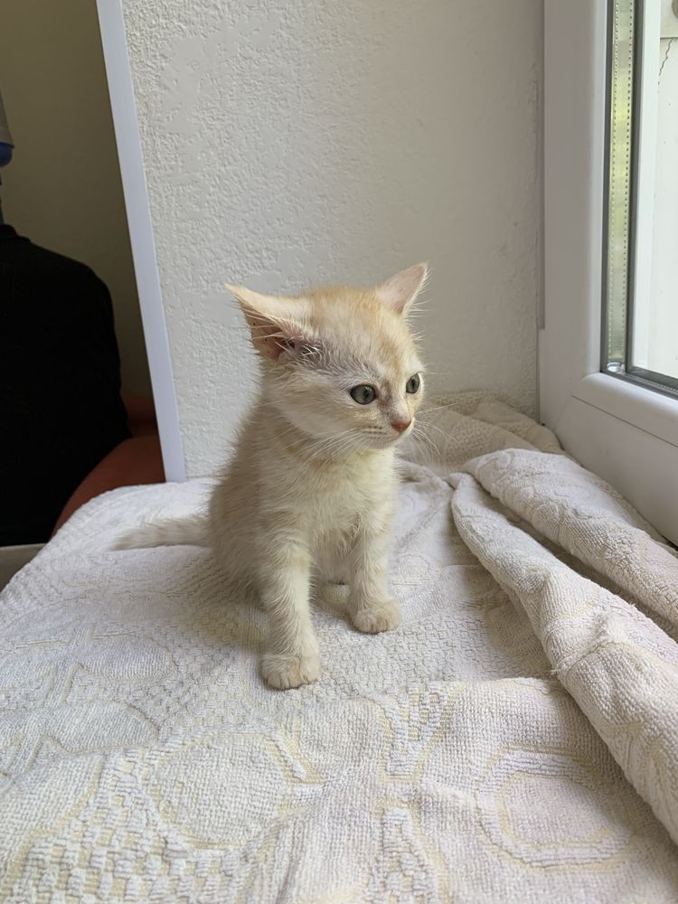 Котенок, мальчик, бесплатно