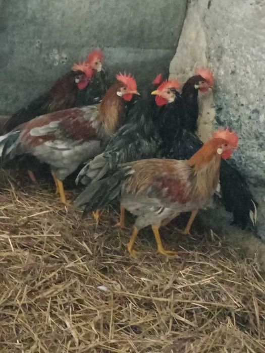 Koguty Włoszki i mieszańce sprzedam