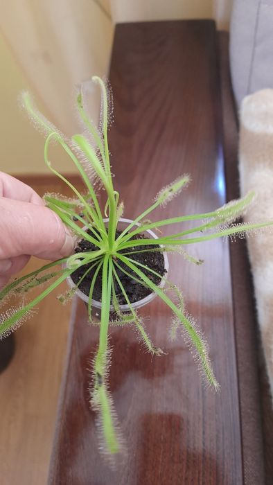 Мелколистная бегония и не только