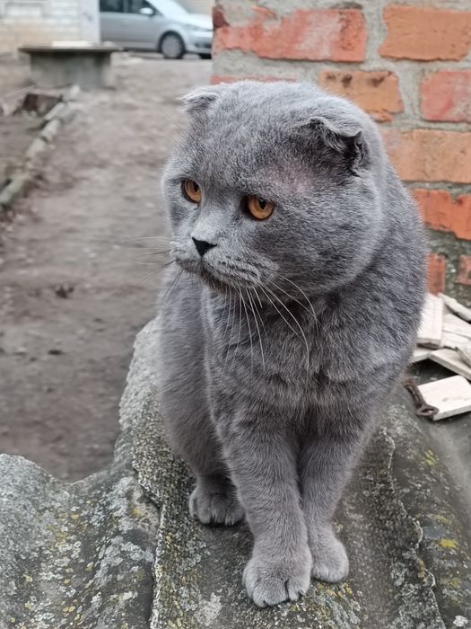 Продам шотландських котів та кішок. Свої.