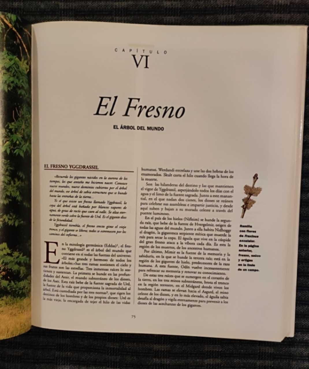 Livro La Magia de los Árboles (Novo preço)