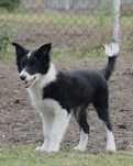 Border Collie piesek czarno-biały, 16 tygodni