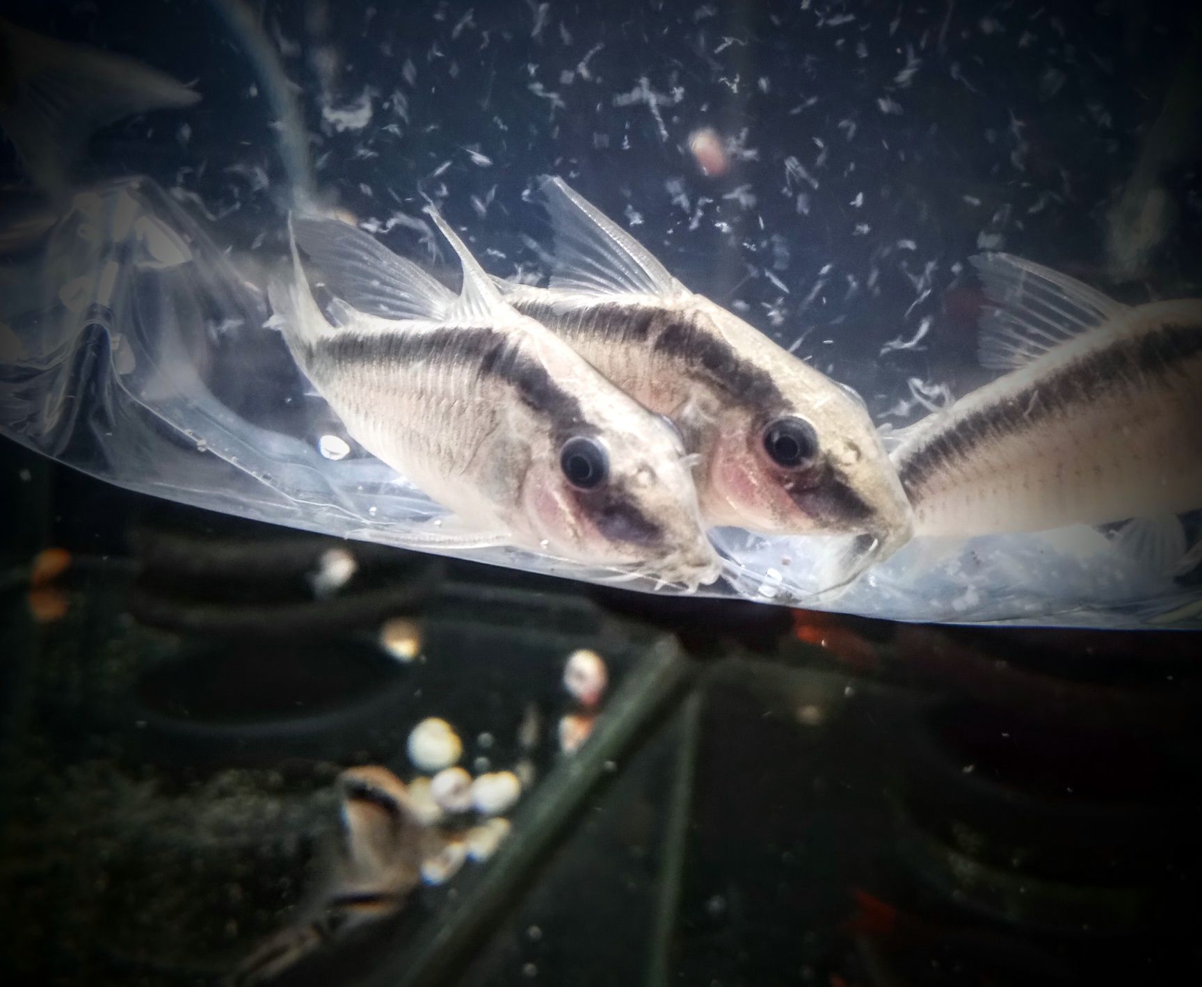 Kirys Arcuatus - TINA ZOO Gliwice Witkiewicza