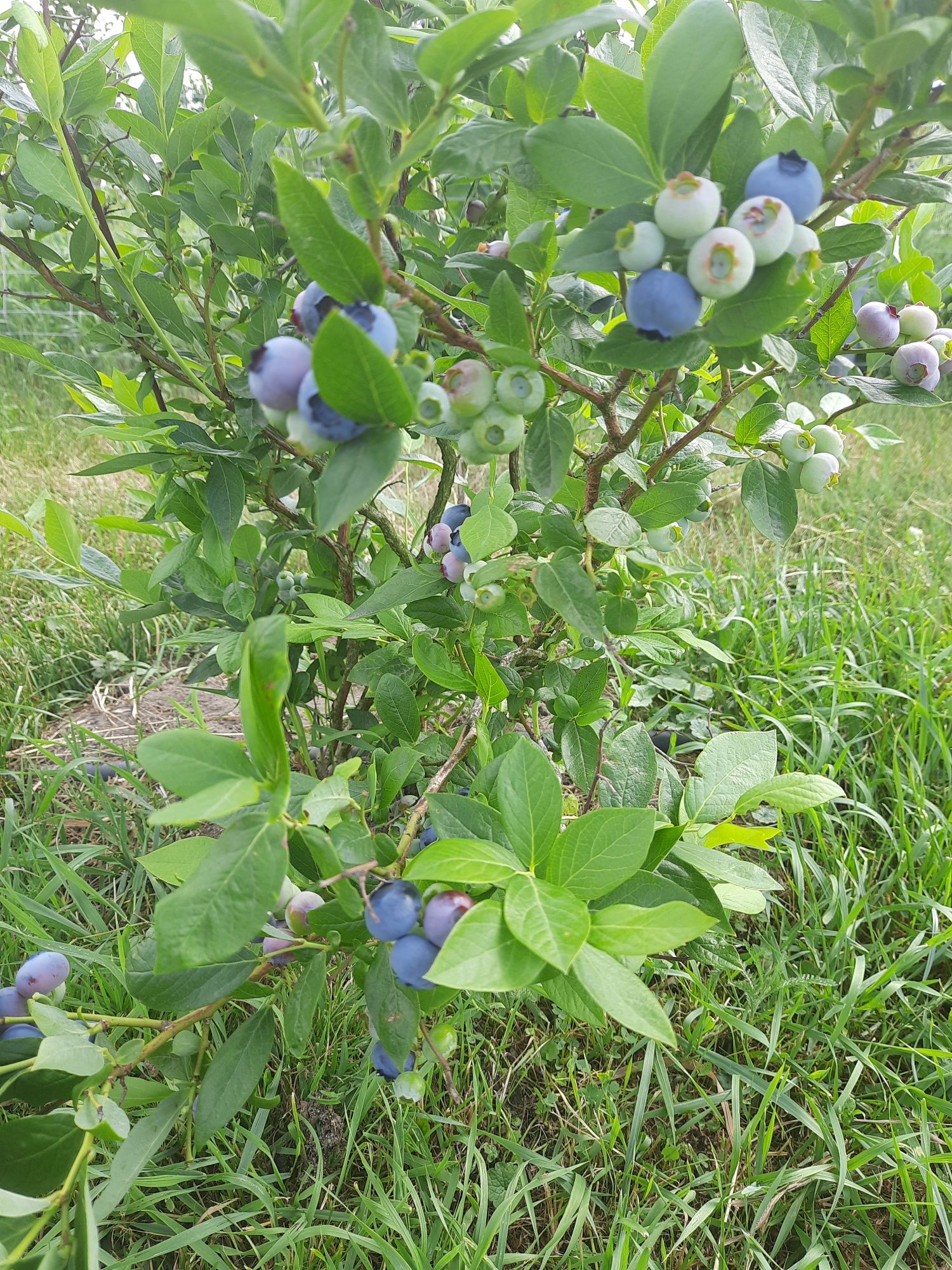 Borowka Amerykanska  Krzewy
