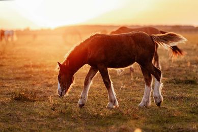 Klaczka Gypsy Cob