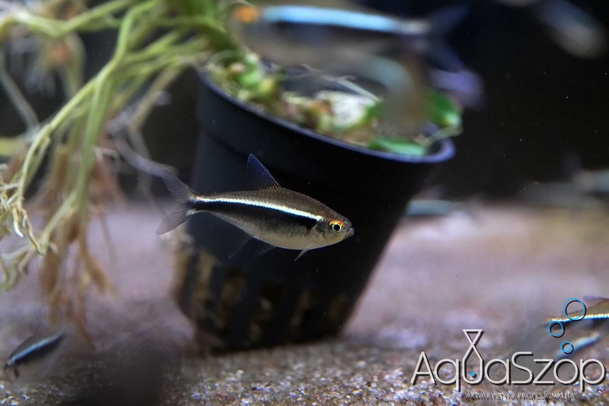 Neon Czarny ( Hyphessobrycon herbertaxelrodii ) - AQUASZOP