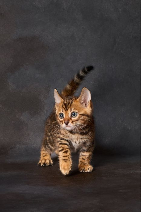 Бенгал, бенгальська дівчинка