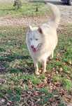 HUSKY Piekna  Suczka