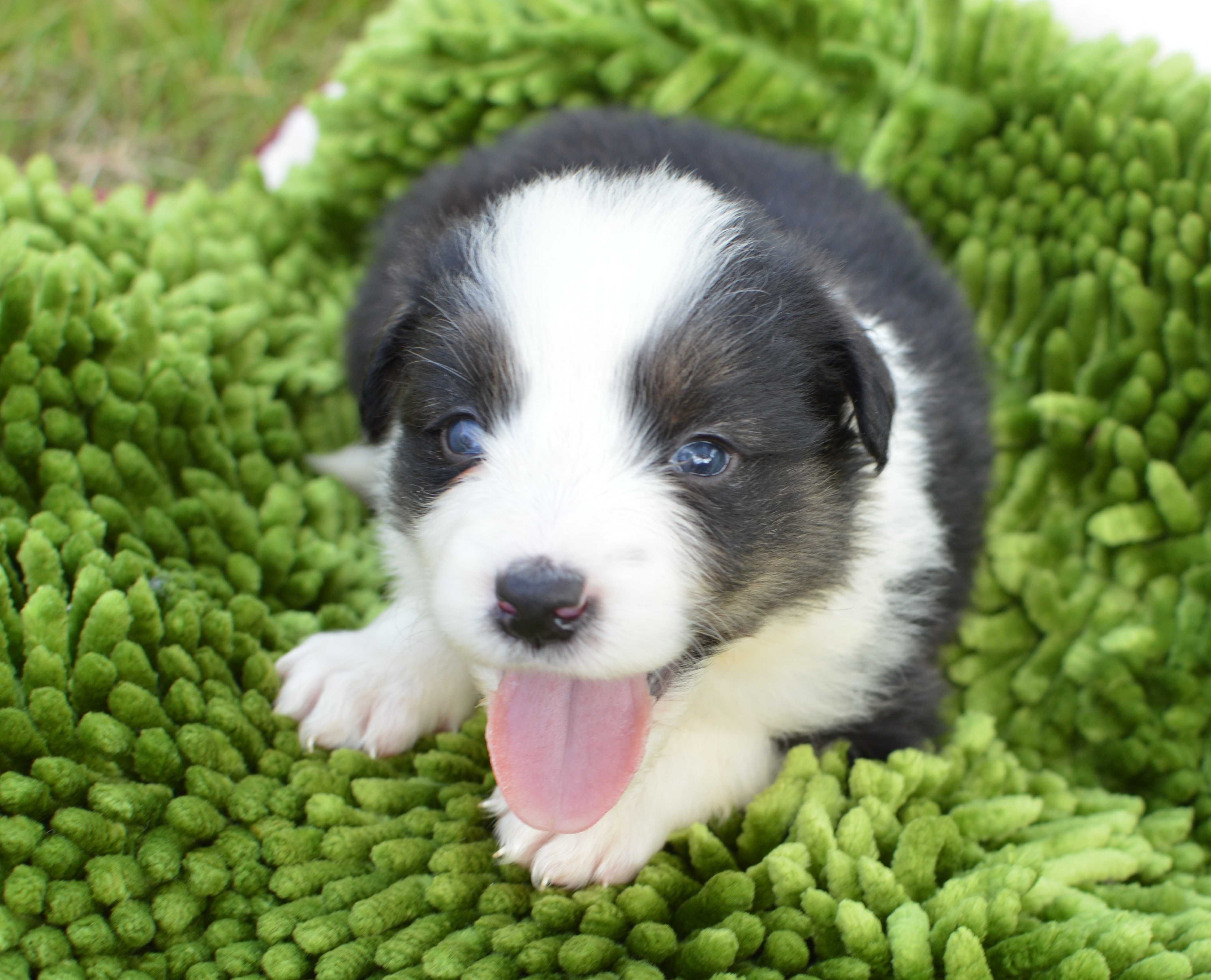 Suczka z niebieskim okiem BORDER COLLIE ZkwP/FCI tricolor
