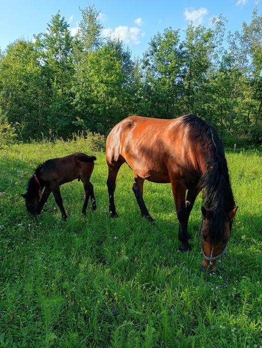 Продам лошицю 1 рік