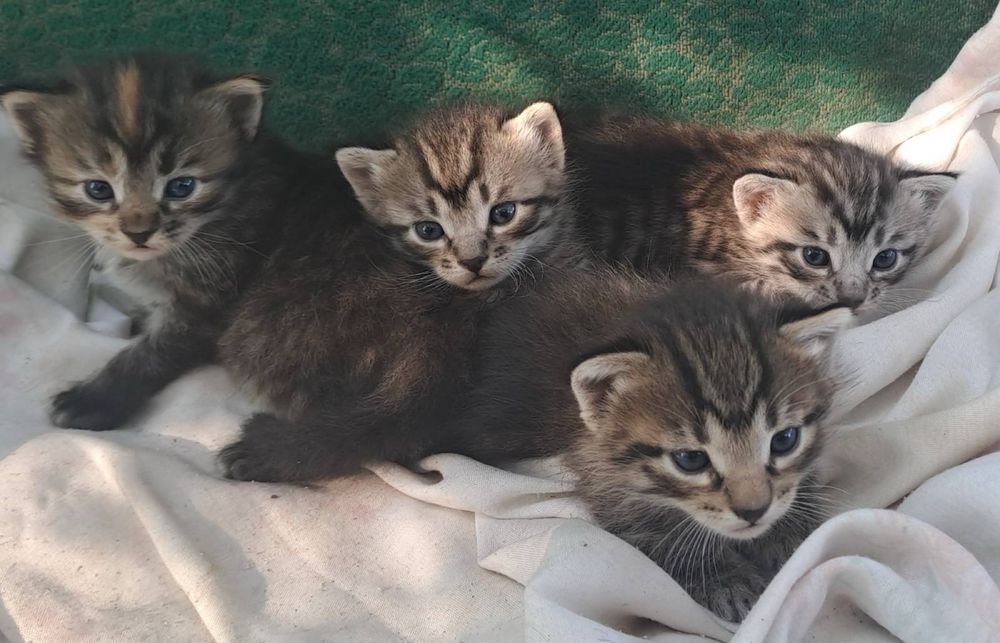 Кошенятка трьохмастні