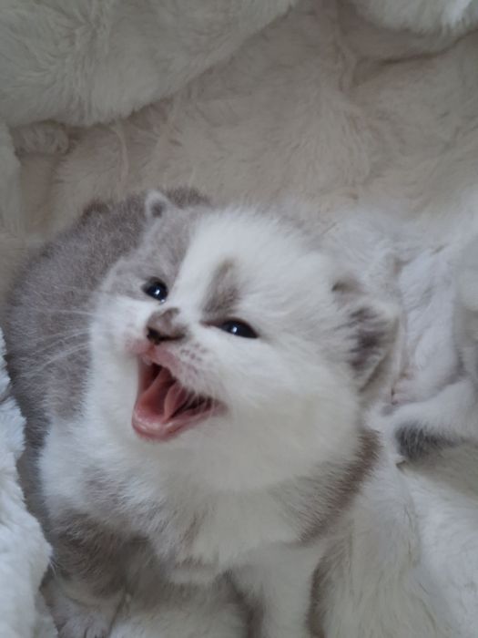 Kocur Kocurek  Brytyjski rodowód FPL