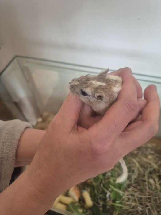 Oddam za darmo mlode myszoskoczki