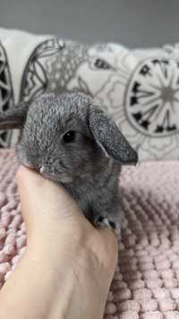 MINI LOP królik miniaturka mały karzełek baranek króliki