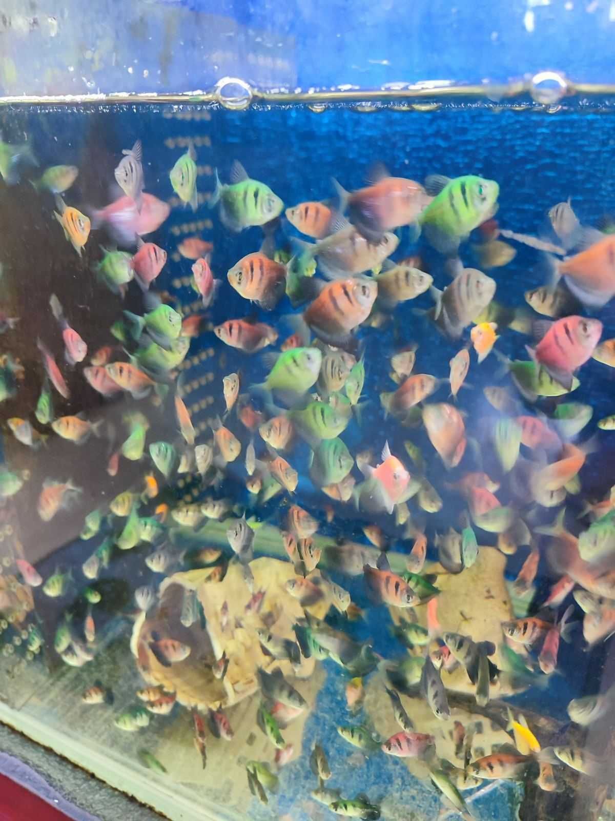 Аквариумная рыбка продажа опт Тернеция GloFish