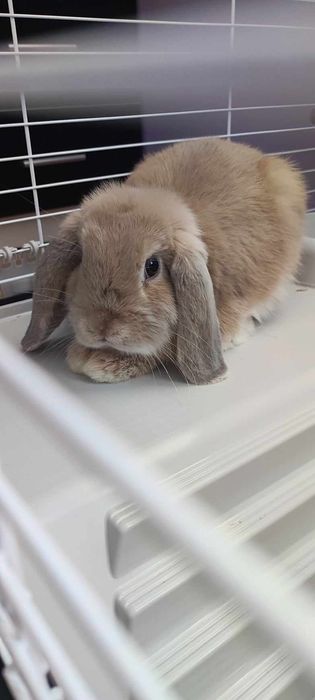 Oddam śliczne króliki mini lop