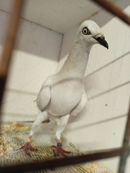 Szaroloty pdl samica karpiata