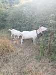 2 cabras mãe e filha