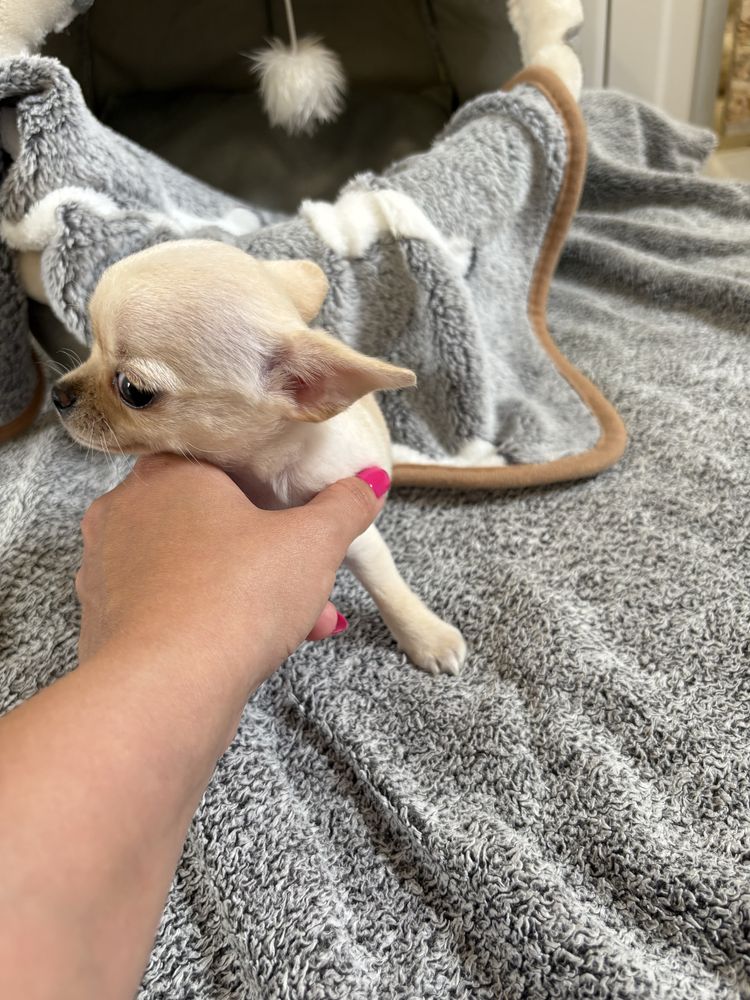 Dziewczynka chihuahua xxs FCI