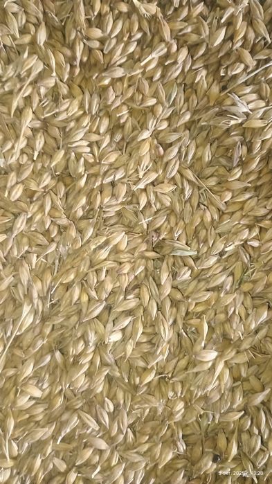 Пшениця,ячмінь,овес