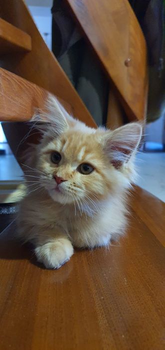 Ostatni kocurek rudy kocur maine coon z rodowodem duży kot