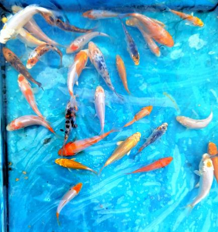 Karpie koi Karp Karaś ozdobny kolorowy Węgorz ryby  oczko wodne wysyłk